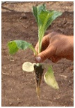 http://www.galeon.com/cultivotabaco/img/Plantw.gif