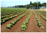 http://www.galeon.com/cultivotabaco/img/Cultivow.gif